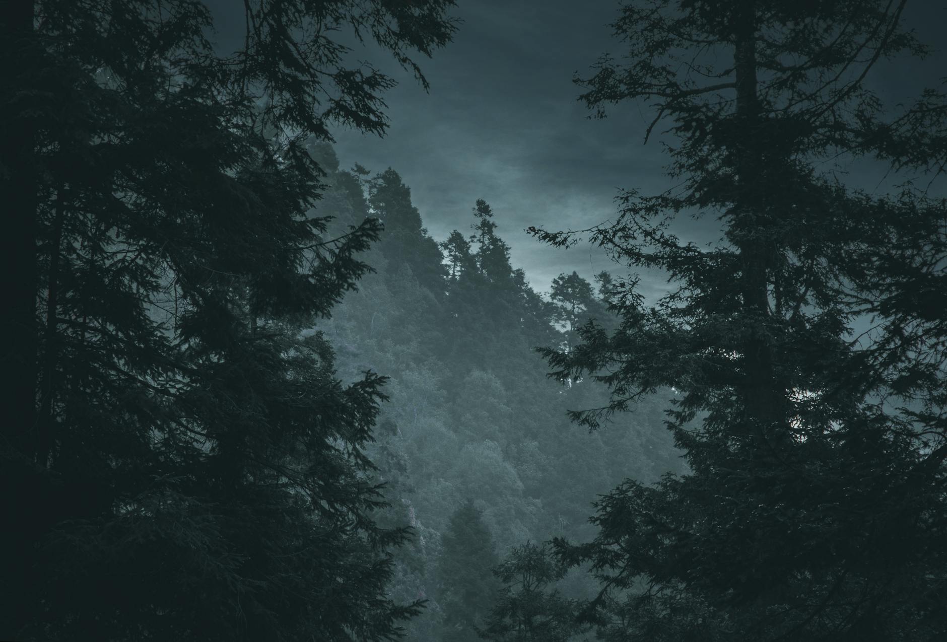 Waldviertel — Robinienwälder und Tannen